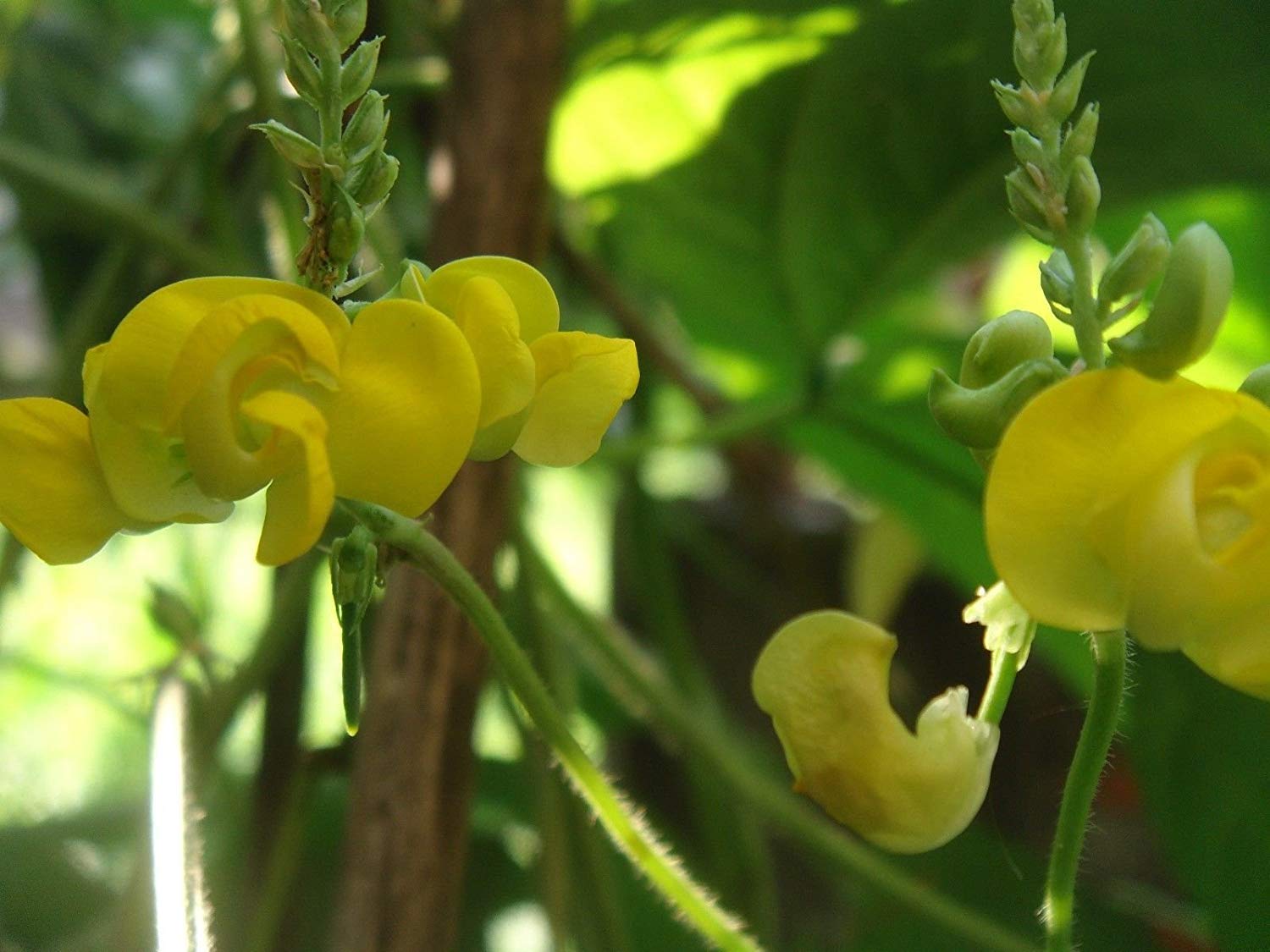 Dolichos biflorus ,(5 seeds) Hyacinth Bean Vine ,Yellow Flowers