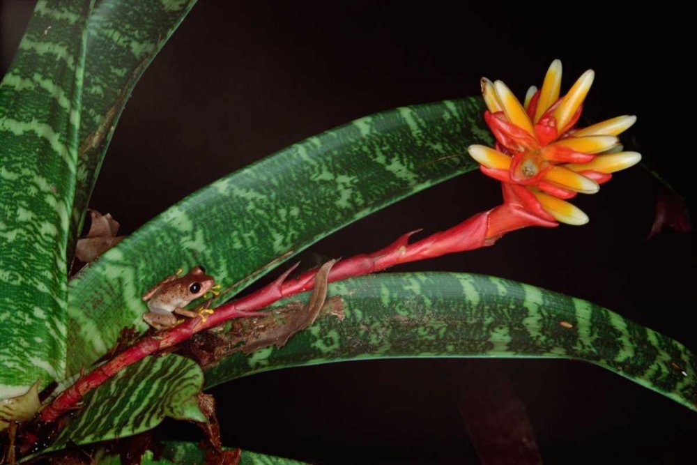 Amazon.de: Fine Art Print  Frosch auf Guzmania Bromelie Western Lowlands,  Kolumbien Von Bentley Global Arts Gruppe, Papier, multi, 15 x 10
