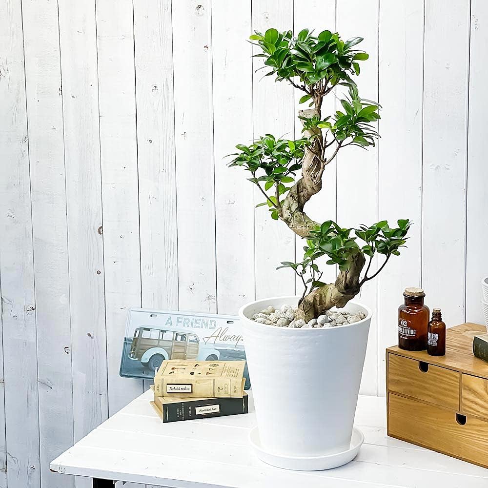 カシワバゴム 柏葉ゴム バンビーノ リナータ 24番 フィカス 特大 希少