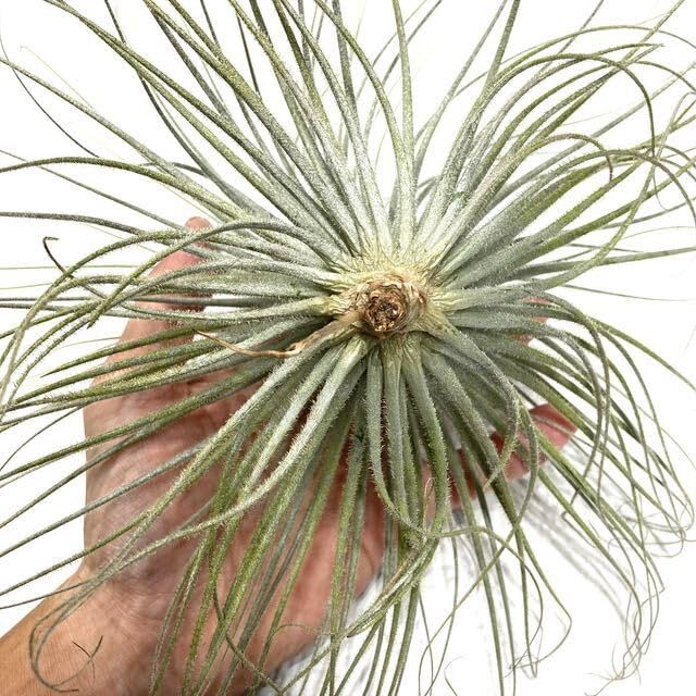 Amazon.co.jp: (現品) チランジア テクトラム (No.21983