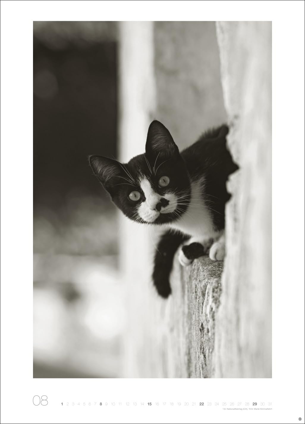 Cats Edition Kalender 2027: Elegante Samtpfoten in schwarz-weiß in einem XXL-Kalender. Tierkalender 2027 im Großformat. Hochwertiger großer Fotokalender für Katzenfans.