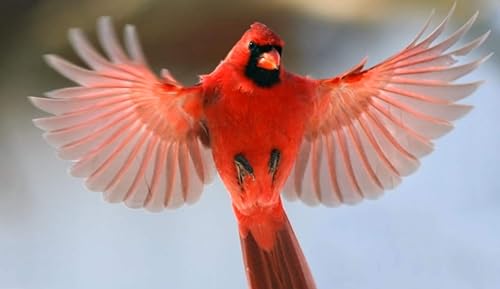 Miniatura 9 de Cardinal Mix - Alimento para pájaros silvestres (paquete de 2 unidades, 6 libras en total)