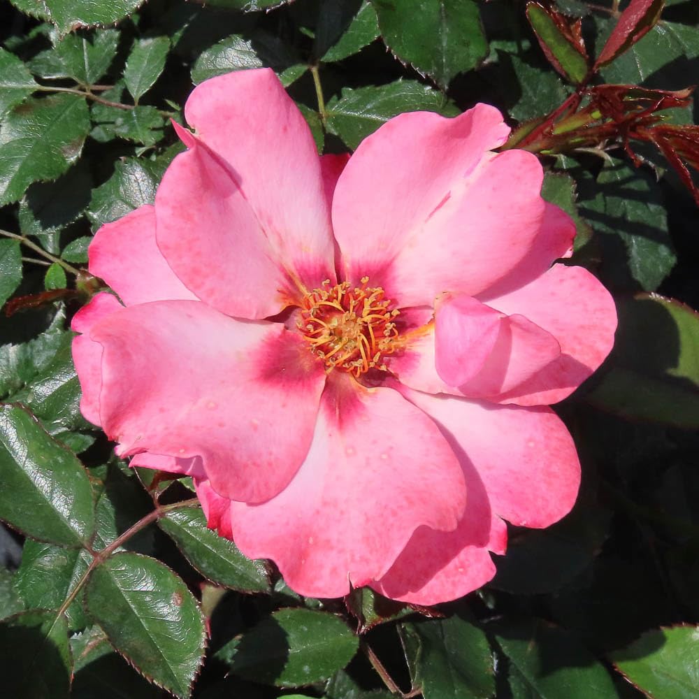 YouGarden Harkness Roses Patricia's Rose, 4 Litre Potted Shrub, Creamy Peach Ruby Eye, Ready To Plant, Garden Colour