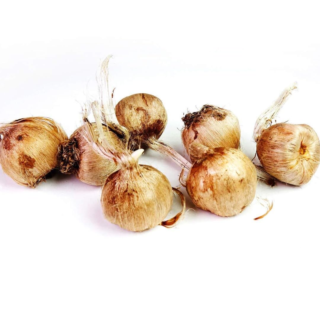 M-Tech Gardens Saffron Crocus Flower Plant Kashmiri Saffron Bulb/Kesar/Zafran/Crocus Corm (5 Bulbs Pack) - Image 9 thumbnail
