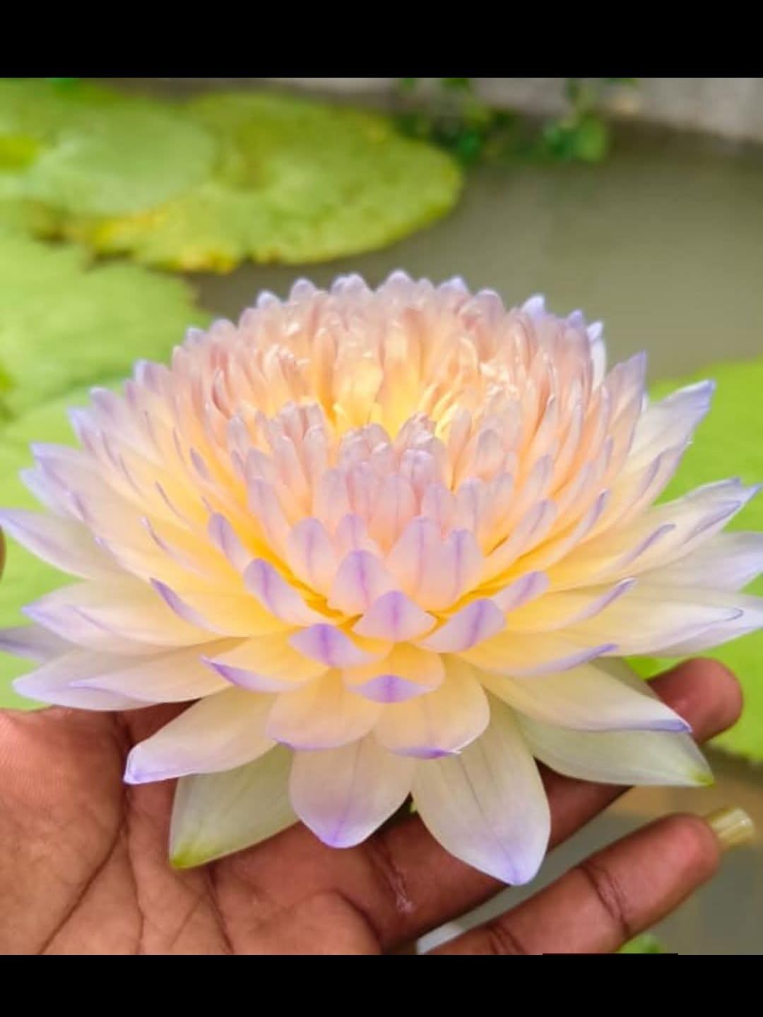 Pond Decoration Water Lily Bulb - pack of 1 | Water Lily Bulb-picture-25