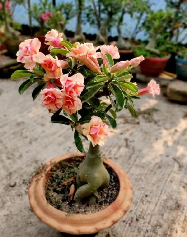 PLANTORIAM Live Flowering Plant Adenium Live Dwarf Grafted Unique Multicolour All Season Garden Plant (1 Healhy live plnat) (B0CH8ZQ9VG) Amazon Price History, Amazon Price Tracker