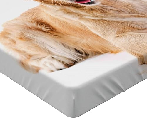 Miniatura 3 de Ambesonne Golden Retriever Fitted Sheet, Young Pedigree Puppy Laying Over White Background Dog, Bed Cover with All-Round Elastic Deep Pocket for