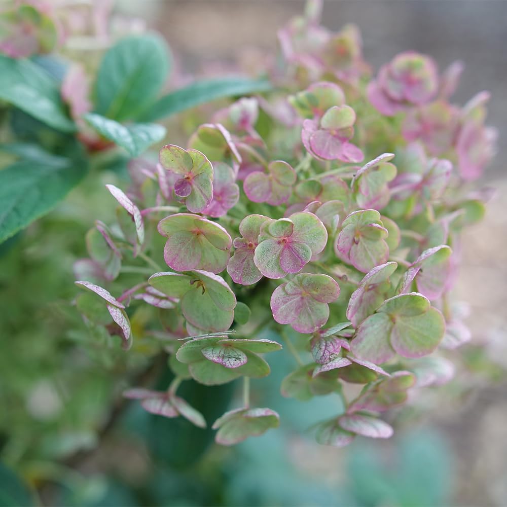Proven Winners 2 Gal. Tiny Quick Fire Hydrangea Shrub