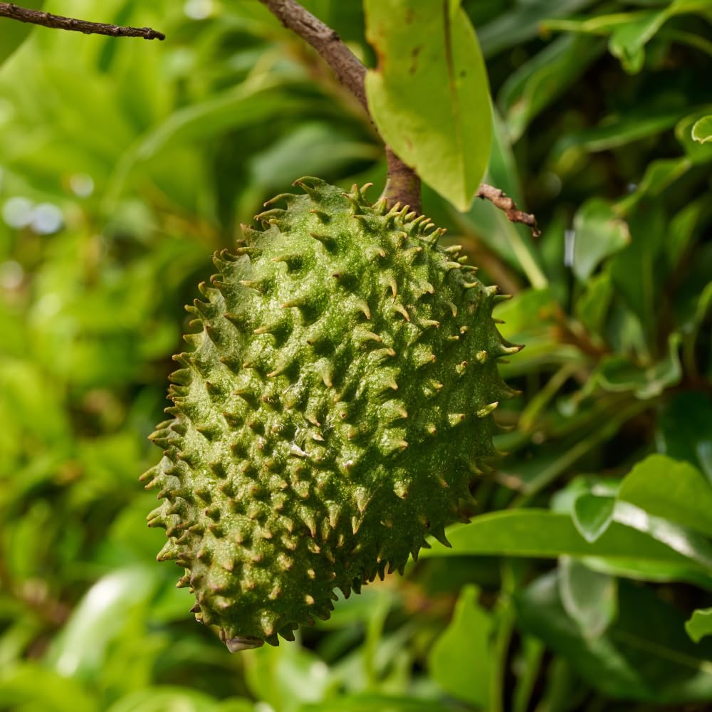 Soursop Tree Live Plant (Annona Muricata) – 4 Inch Pot, 5-8 Inches Tall, Tropical Fruit Tree For Zones 9-11 | Guanabana Seedling