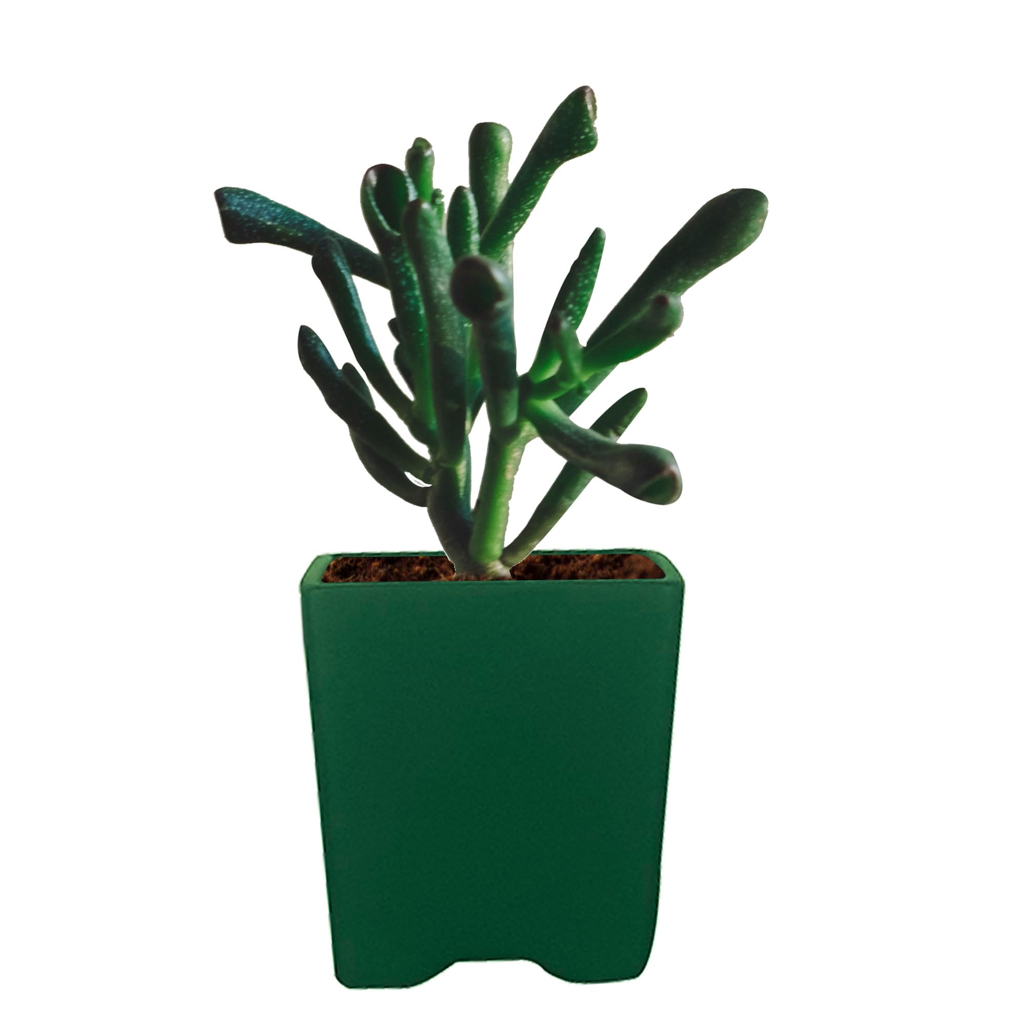 Lasaki Mini Mint Ceramic Pots - Indoor Outdoor Planters -11