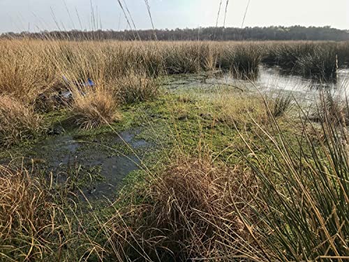 Nature Tripping Episode 16 - Little Woolden Moss Podcast Por  arte de portada