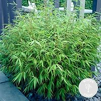 Bloomique - 2er Set - Fargesia Rufa - Bambus Pflanze - Gartenpflanze - Balkonpflanzen - Winterhart - Nicht Invasiv - Höhe 40-60 cm - Topf 17 cm – Ansicht 2