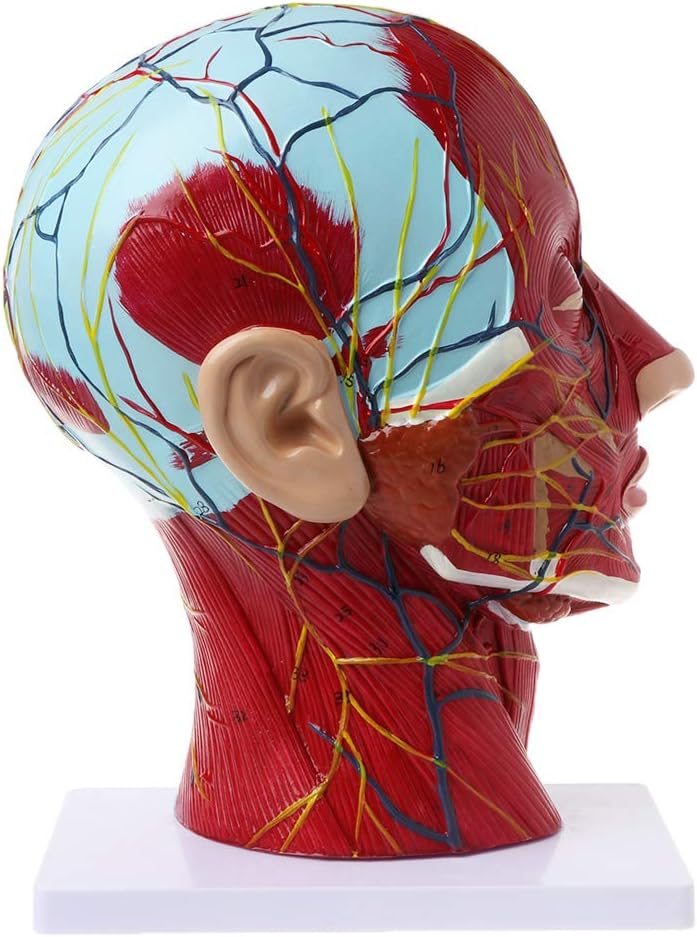 BloomingJS Human Anatomy Model Human Anatomical Half Head Face Anatomy Medical Brain Neck Median Section Study Model Nerve Blood Vessel for Teaching