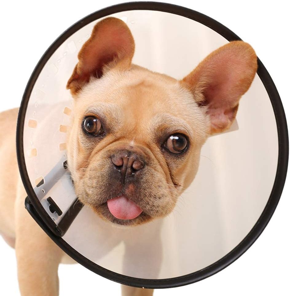 dog safety cone