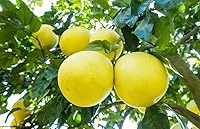 Vista 11 de Gardenera's Premium Orange Tree Soil Mix - Quick Drain Potting Soil for Growing and Repotting Citrus Sinensis - 3 Quart