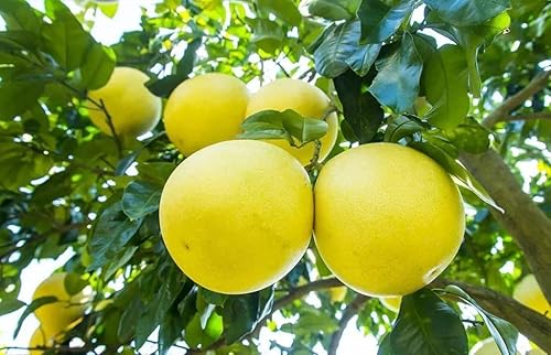 Miniatura 5 de Mezcla de tierra de pomelo prémium de Gardenera, tierra de drenaje rápido para macetas para cultivar y trasplantar cítricos Maxima - 10 cuartos de