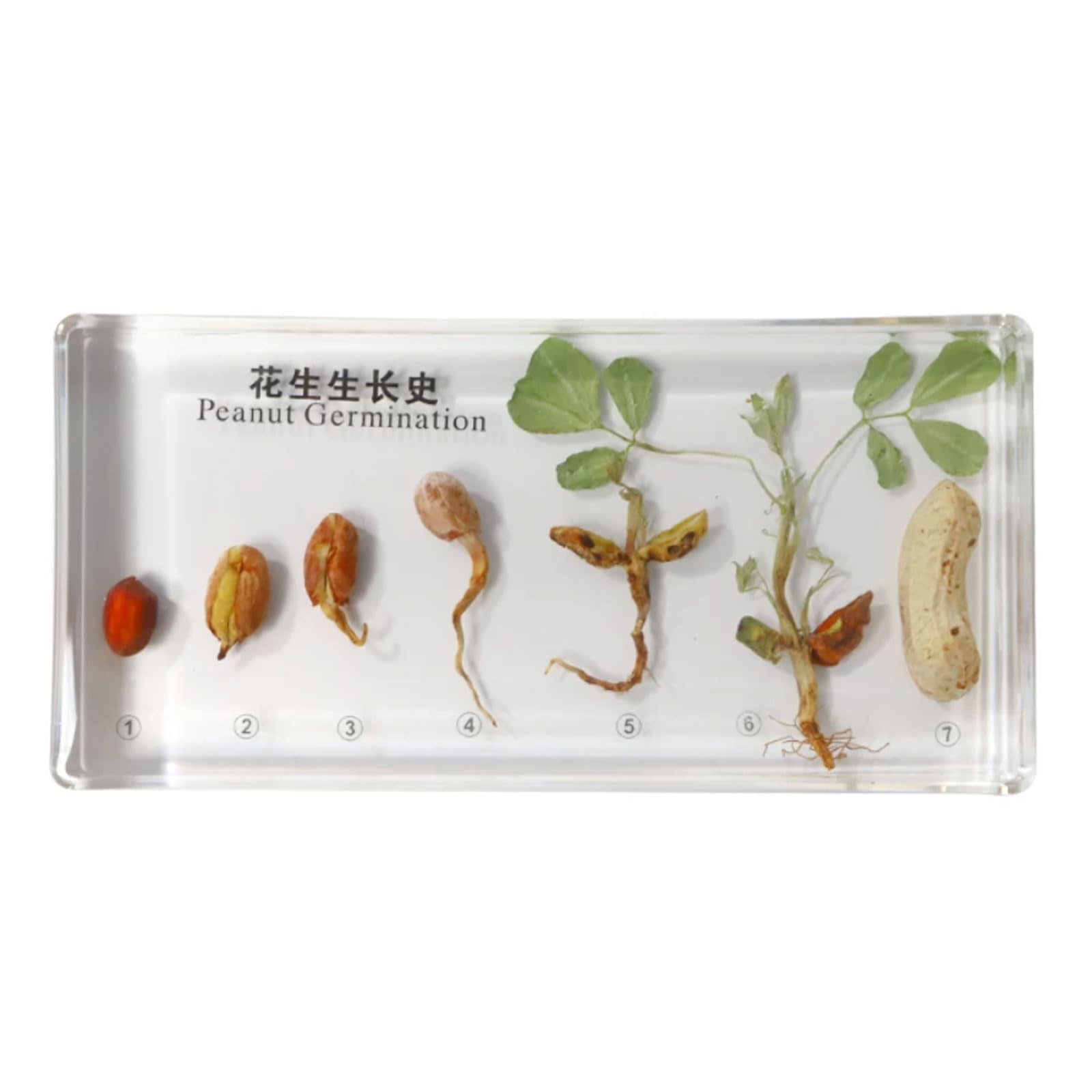 Specimens in Resina del Ciclo della Vita Montessori | Blocchi del Ciclo di Crescita di Piante e Insetti | Gioco Educativo di Scienze di Biologia per Bambini,M