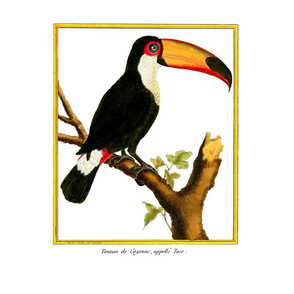 Wee Blue Coo Bird Black Toucan Art Print Poster Wall Decor 12X16 Inch