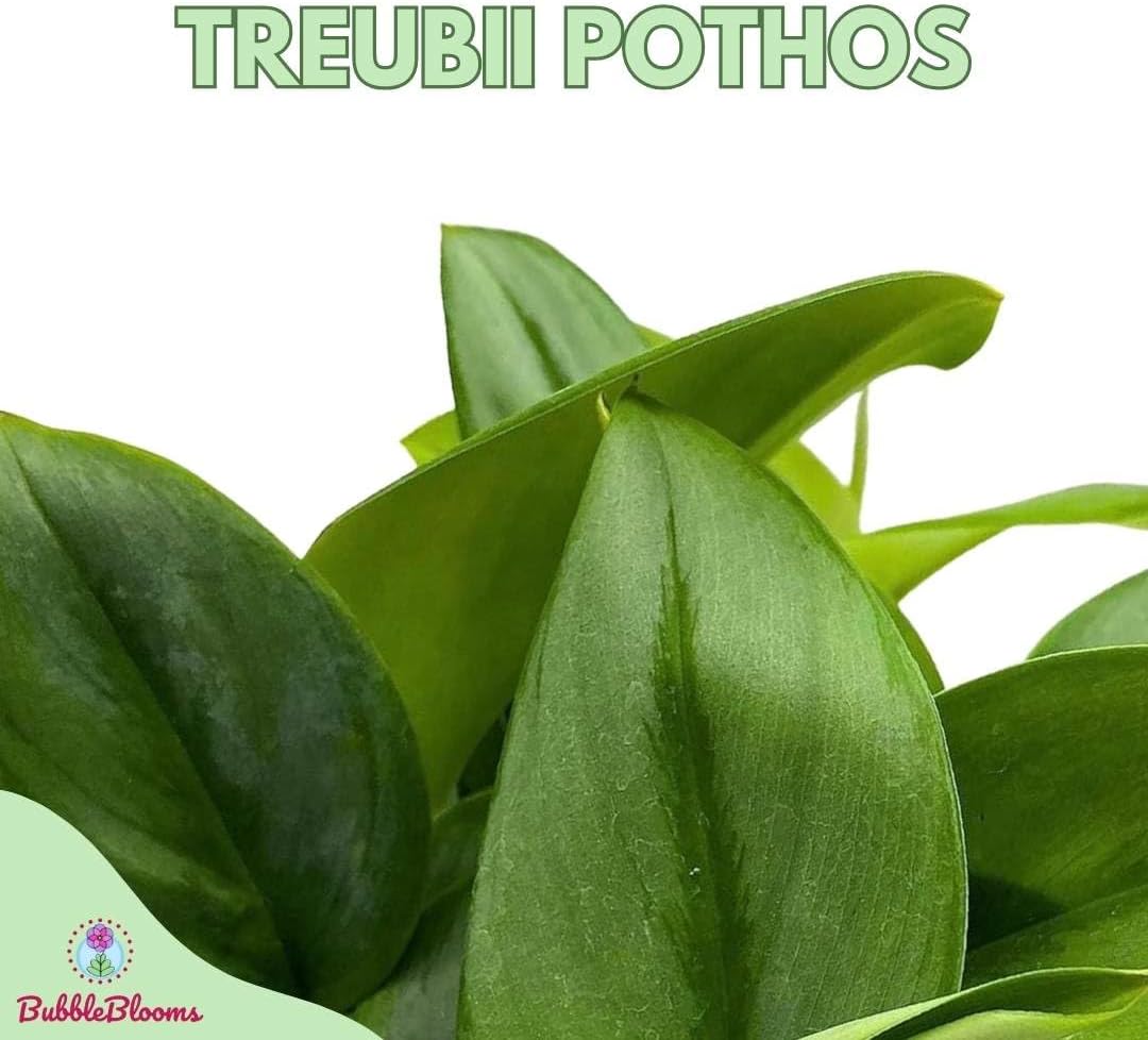 BubbleBlooms Treubii Pothos, Scindapsus Treubii Moonlight, Sterling Silver Plant, Moonlight Pothos in 4 inch Pot
