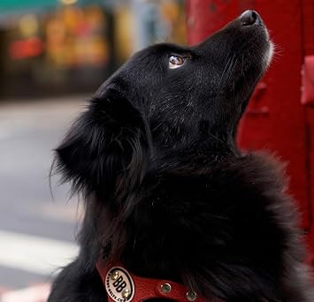 Buddy Belts Harness Pebble Grain Red - Premium Edition (6)