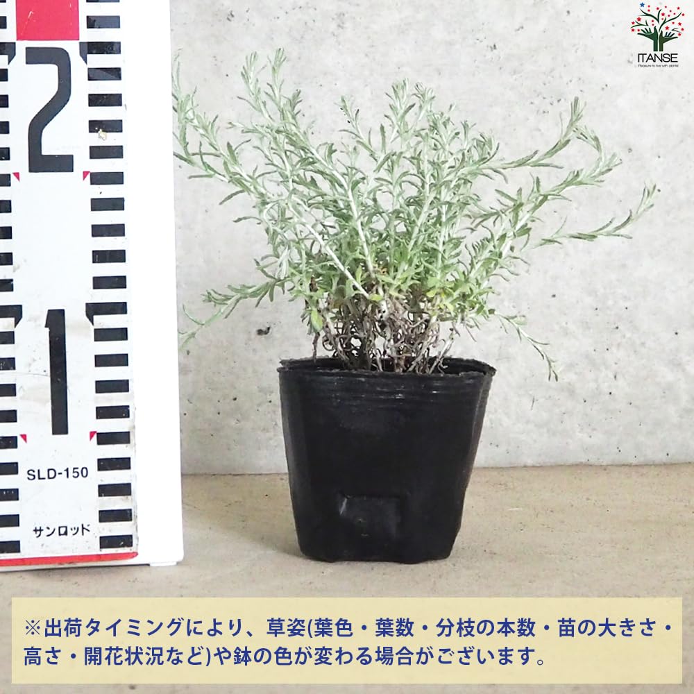 向日葵みたいなヘリクリサム ランダム9輪 向日葵みたいなヘリクリサム ランダム9輪 向日葵みたいな
