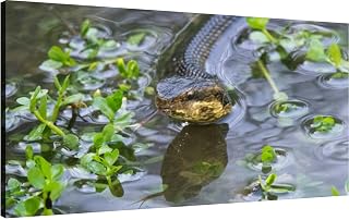 Canvas Wall Art for Living Room Bedroom Cottonmouth Snake Big Large Wall Art Decor Framed Painting Wall Pictures Prints Artwork Office