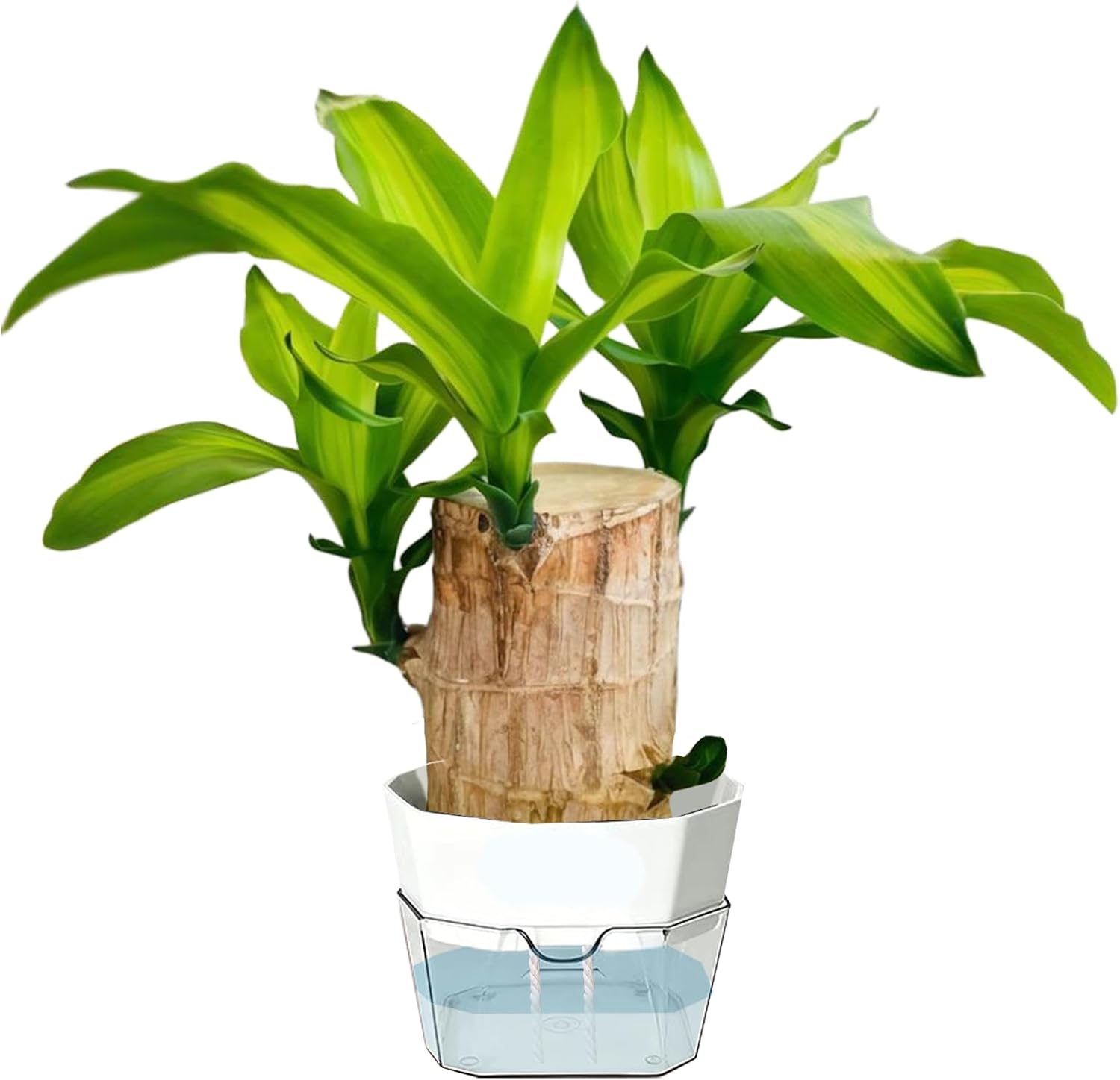 Brazilian Wood Plant, Dracaena Lucky Wood Indoor Plant, Feng Shui Good Luck Plant, Easy Care Low Light House Plant for Home Office Desk Decor, Mini Tropical Potted Plant Gift Set