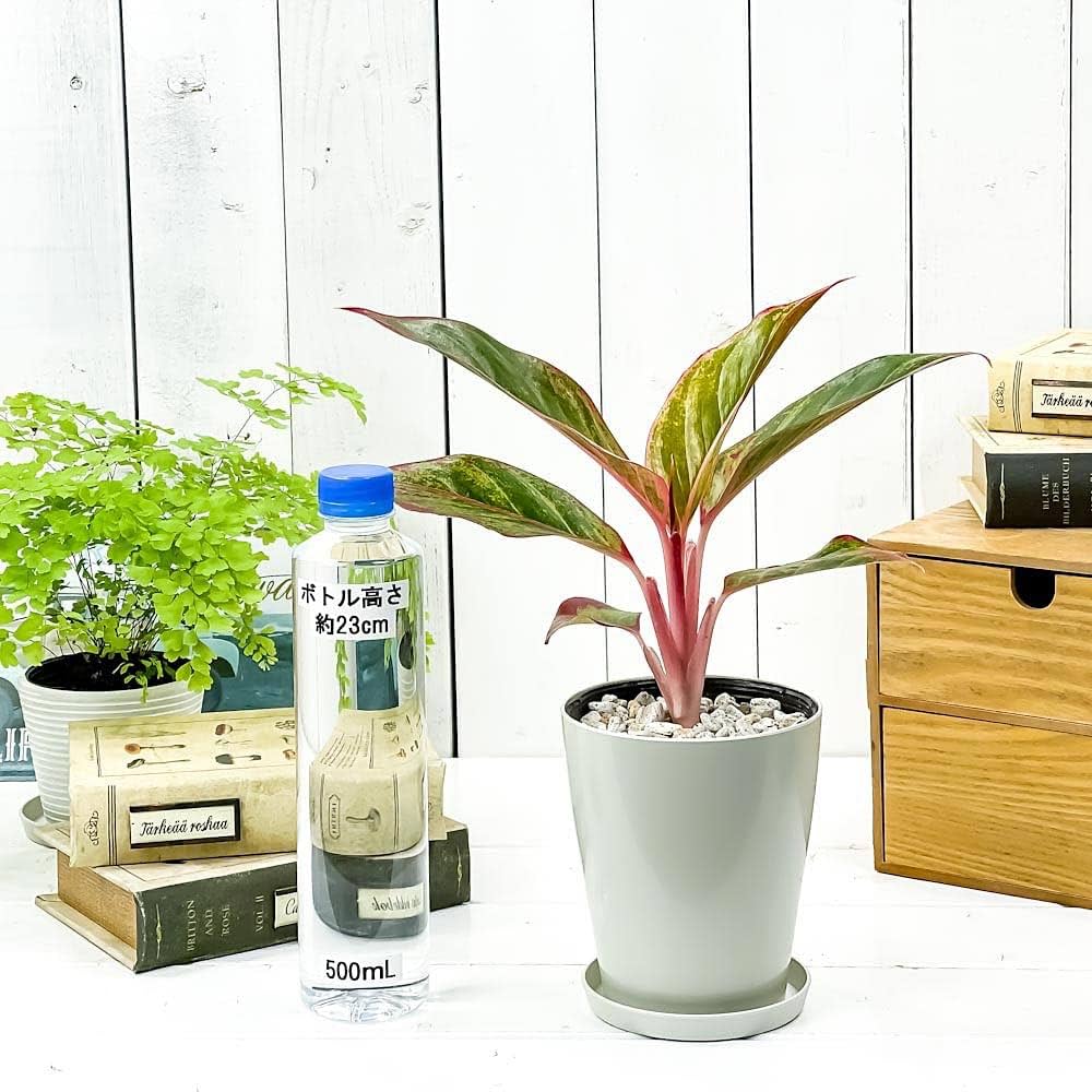 Amazon.co.jp: PLANCHU 観葉植物 アグラオネマ レッドゴールド 4号鉢