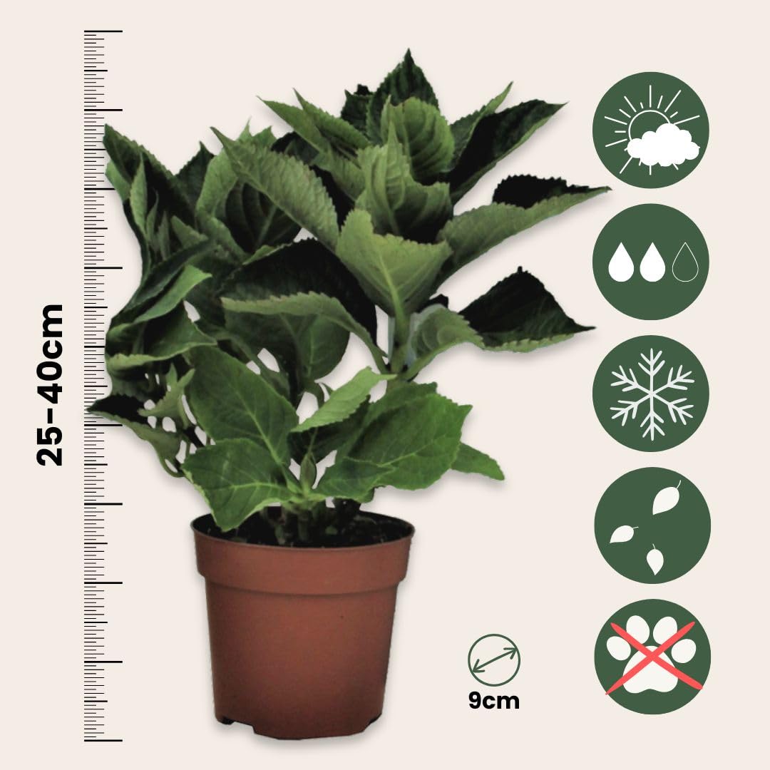 Plant in a Box - Hydrangea macrophylla 'Early Blue', 'Early Pink', 'Wudu' - Ortensia - Misto di 6 - Vaso 10,5 cm - Altezza 25-40 cm