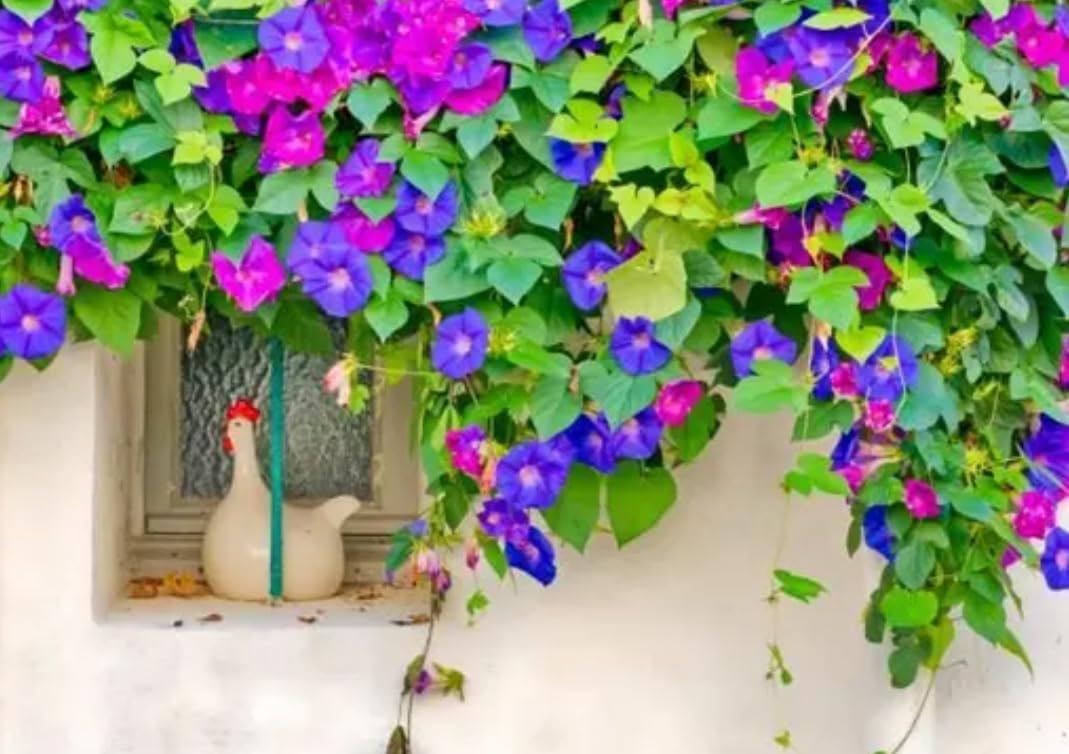 Mixed Colour Morning Glory Climbing Flower Seeds, Multicolour Vine