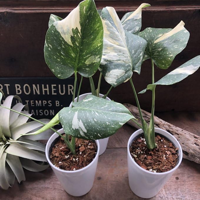 Amazon｜斑入りモンステラ 立派な観葉植物｜観葉植物 オンライン通販
