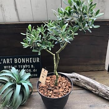 Amazon.co.jp: 産地直送 オリーブ盆栽仕立て ガーデニング 玄関