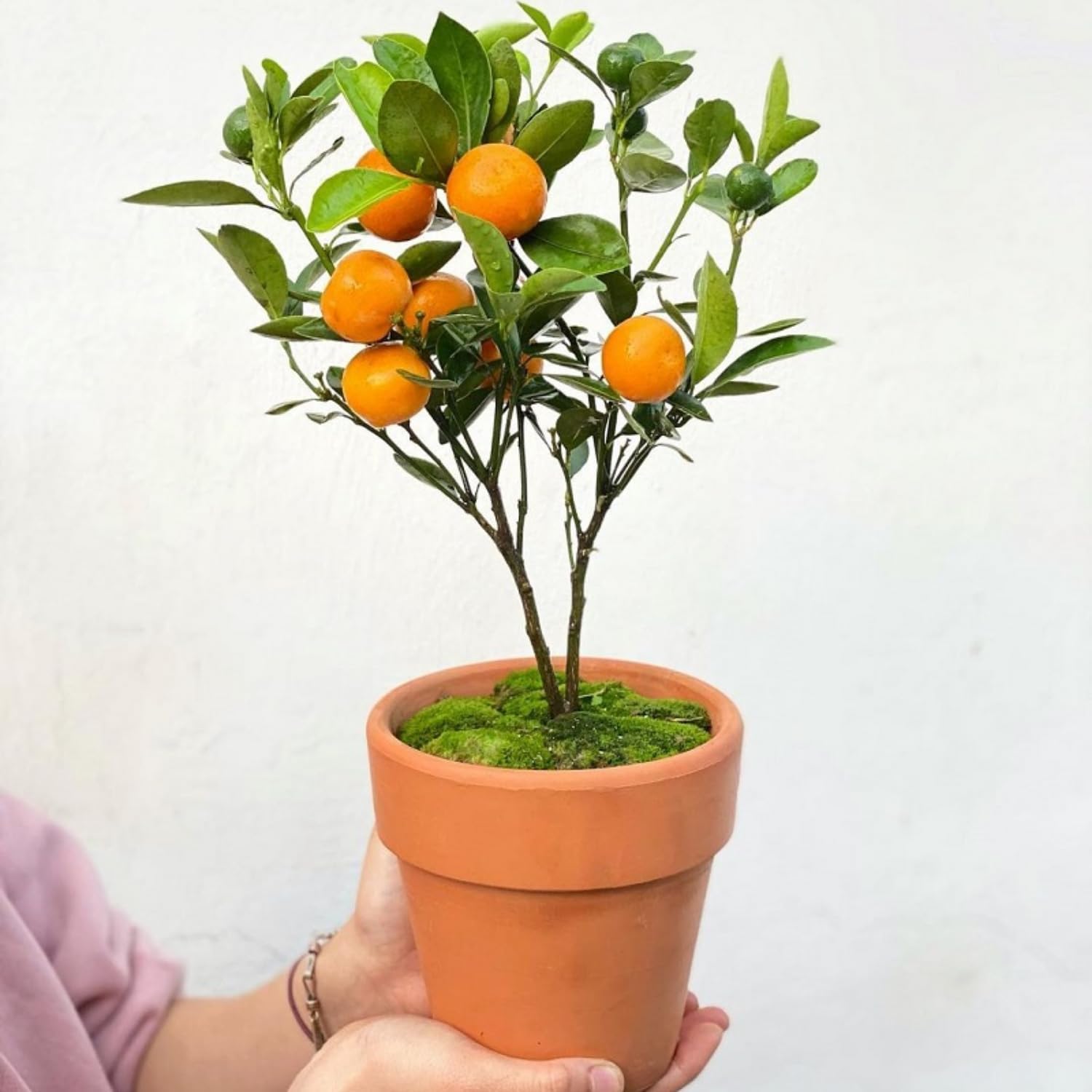 Calamansi Tree Live Plant, Sour Citrus Tree for Outdoor Planting, Calamondin Tropical Plant 5 Ft Tall in 5 Gallon Pot
