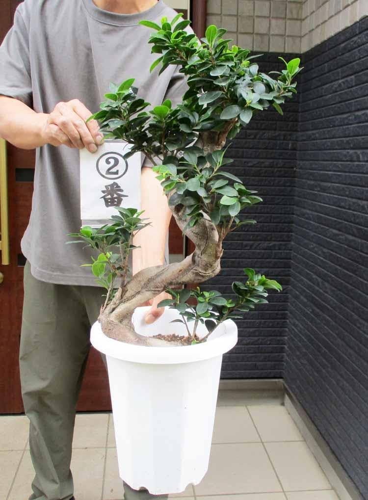 現品】ガジュマル 超曲がり 昇り龍の様な仕立て 多幸の木 8号サイズ Ⅱ