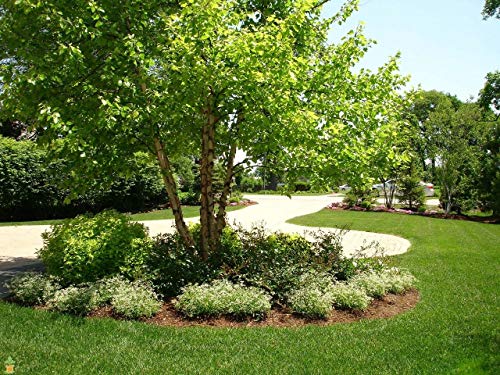 River Birch Multi stem Clump Tree betulanigra in Quart Pot bigv002