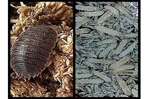 Giant Canyon Isopods & Springtails (8 oz) Combo for Arid Vivariums