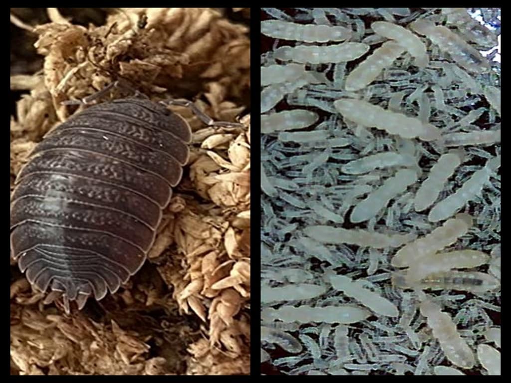 Giant Canyon Isopods (Qty-10) & Springtails (8 oz Seeding Culture) Combo Package, for Arid Amphibian/Reptile/Invertebrate Bioactive Habitats, by Critters Direct