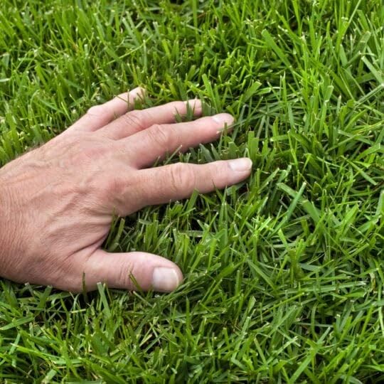 Mexican Grass Seed Lawn Pack Of 3000 Seeds (B0D4VCNT9D) Amazon Price History, Amazon Price Tracker