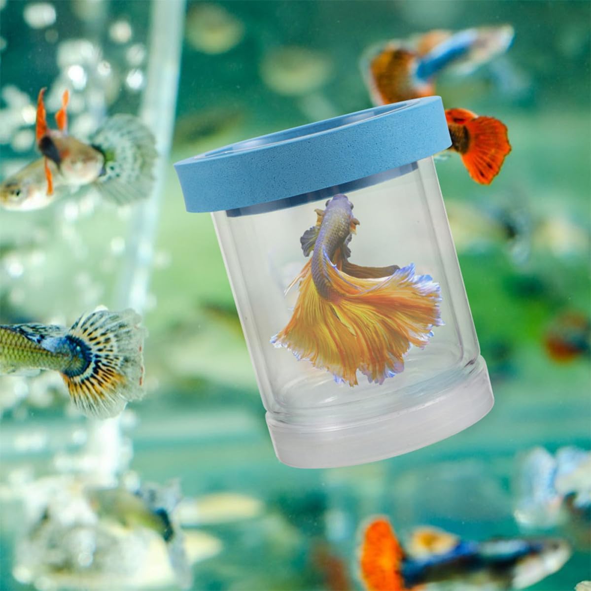 Aquarium Breeding Box and Breeding Environment Providing Independent Hatching Space Plastic Design and Floating Foam Ring, Easy to Clean Fish Tank Incubator for Betta and Fry