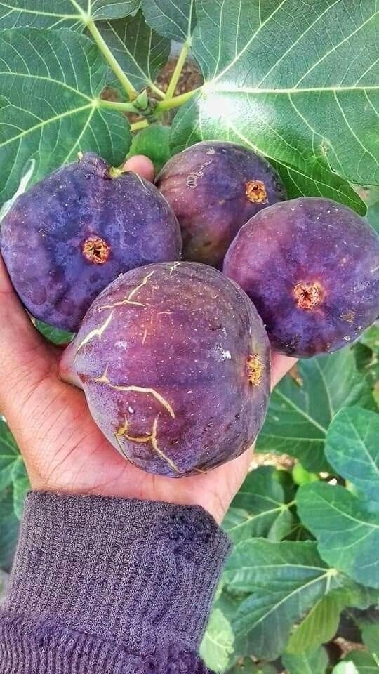 GreenWorld Rare Thai Five Finger Fig,Anjeer Fruit Plant (Air Layered) Healthy Live Plant,Pack Of /1 Fruit After 1 Year (B0CCZF2PB2) Amazon Price History, Amazon Price Tracker