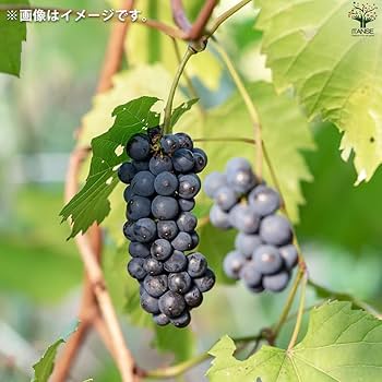 Amazon.co.jp: ぶどうの苗 品種：ヤマブドウ(メス) 12cmポット【品種で