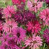 KVITER 25 Lemon Mint Bee Balm Seeds Mix (Monarda Citriodora)...