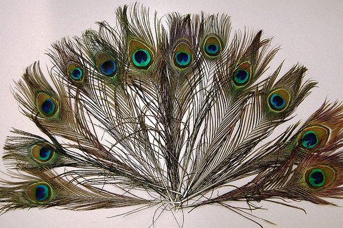 15 Pcs Natural Peacock Feathers 10
