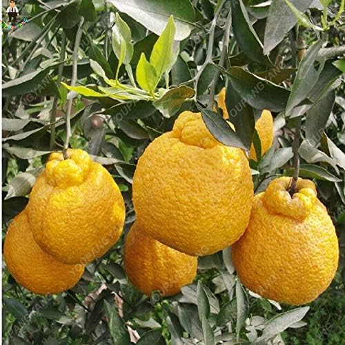 20Pcs Orange Seeds Ing Edible Tangerine Citrus Fruit Dwarf