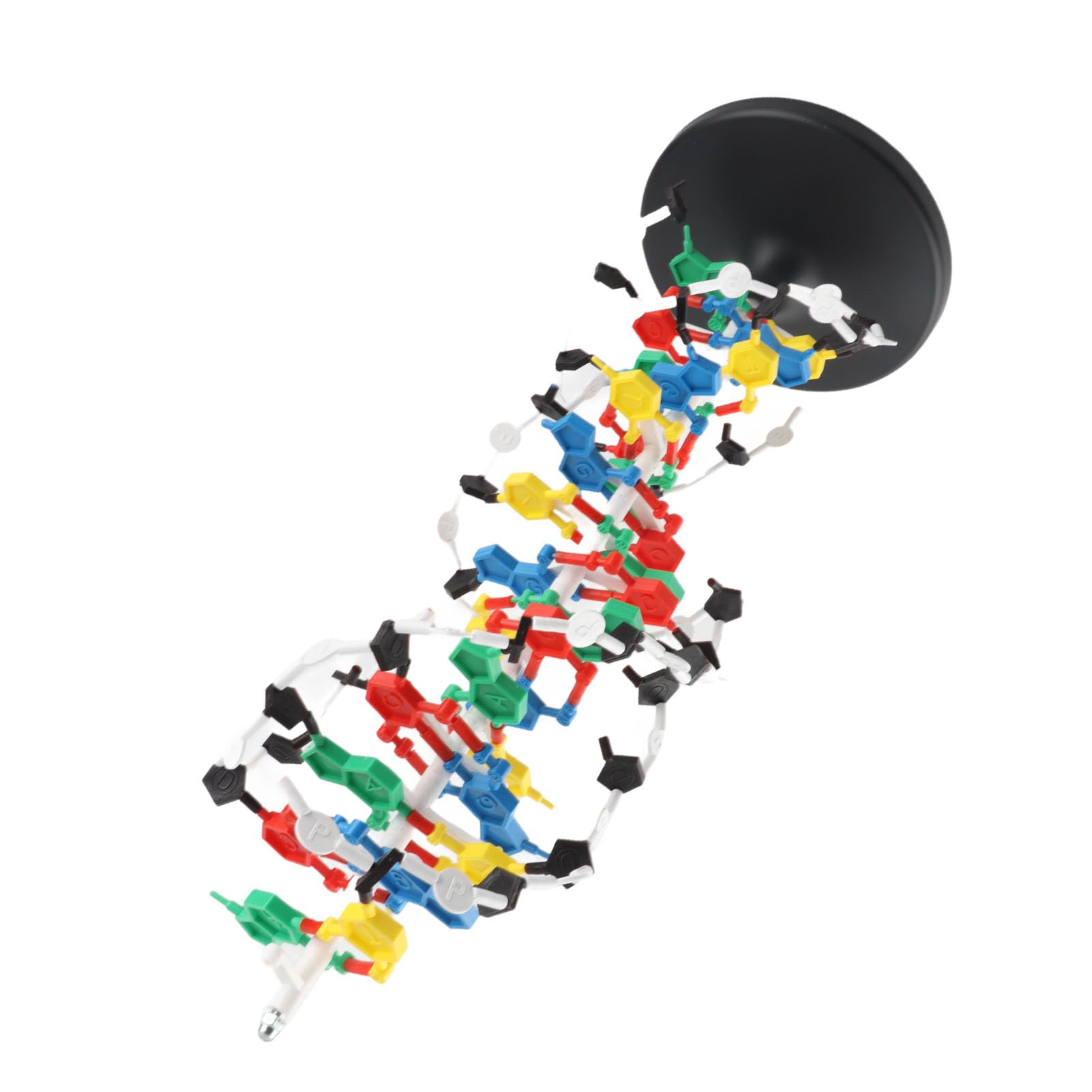 Jiawu Modello Struttura DNA, Kit Educativo Doppia