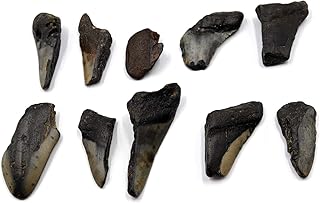 Megalodon Teeth Lot of 10 Fossils w/10 info Cards Shark #15701 26o