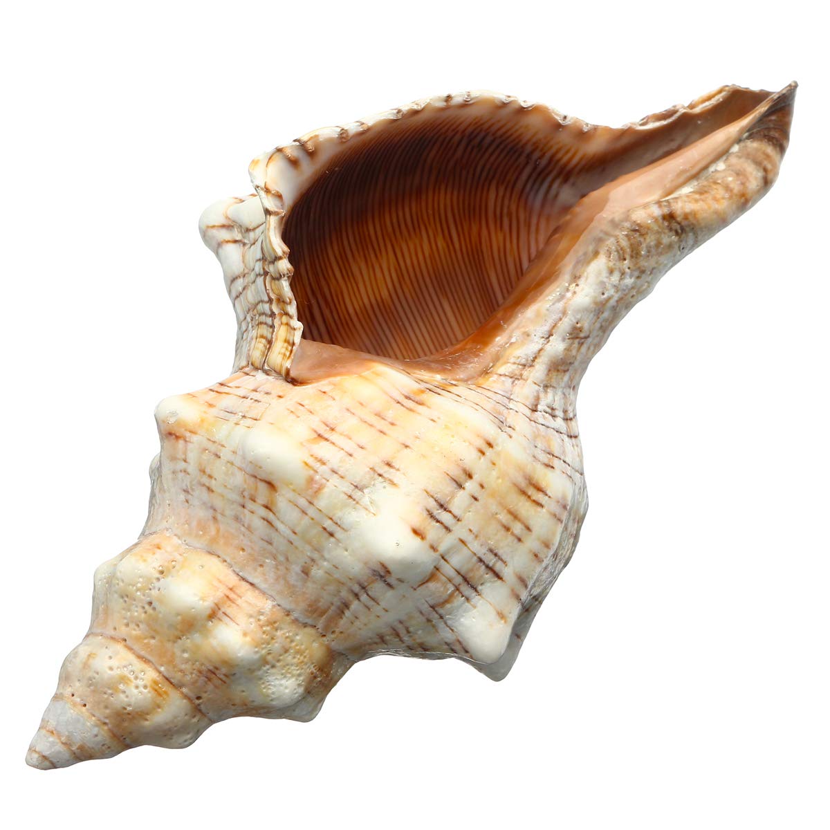 9-20 Cm De Trompeta Natural Conchas De Mar Caracoles Caracoles Decoraciones Para El Hogar - # 1
