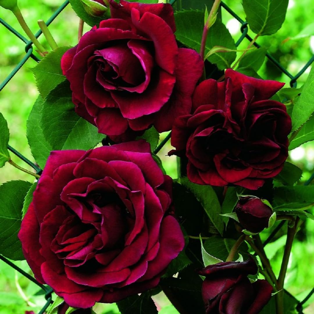 Amazon.com : Black Red Velvet Climbing Rose Live Plant, 6 Months