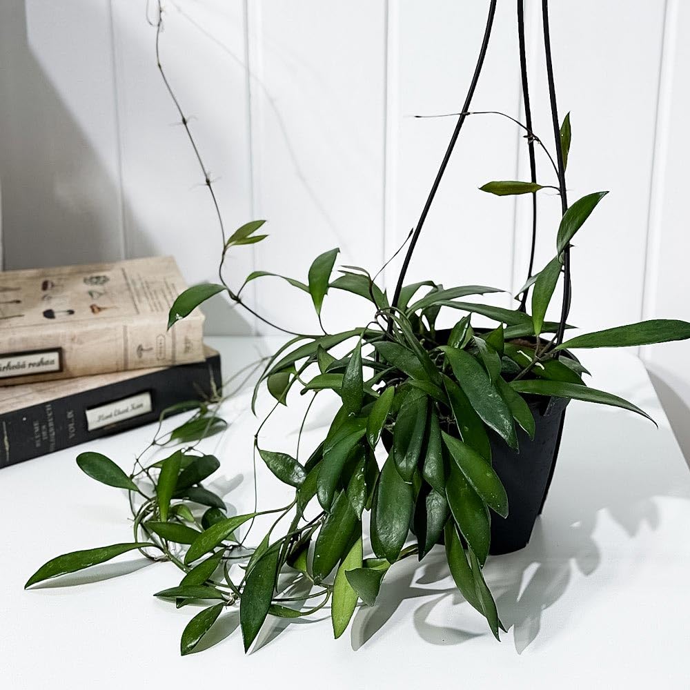 Amazon｜PLANCHU 観葉植物 ホヤ プビフェラ 4号吊り鉢 育て方説明書