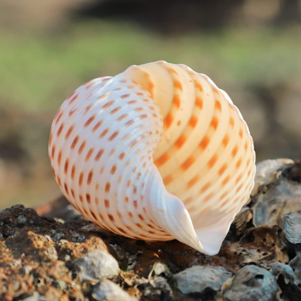 Natural Conch Shell Aquarium Fish Tank Ornament Landscape Sea Snail Craft Adorn - Multi Size Select (12-13CM)